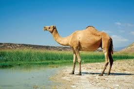 Kason Warne Profile Picture