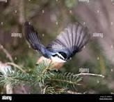 +1-855-690-1232 Celebrity Cruises Cancellation – Quick &...