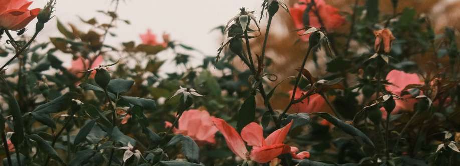 5 Ways to Get in Touch with American Airlines Customer Service by Call, Email or Chat Options: Full Support Guide