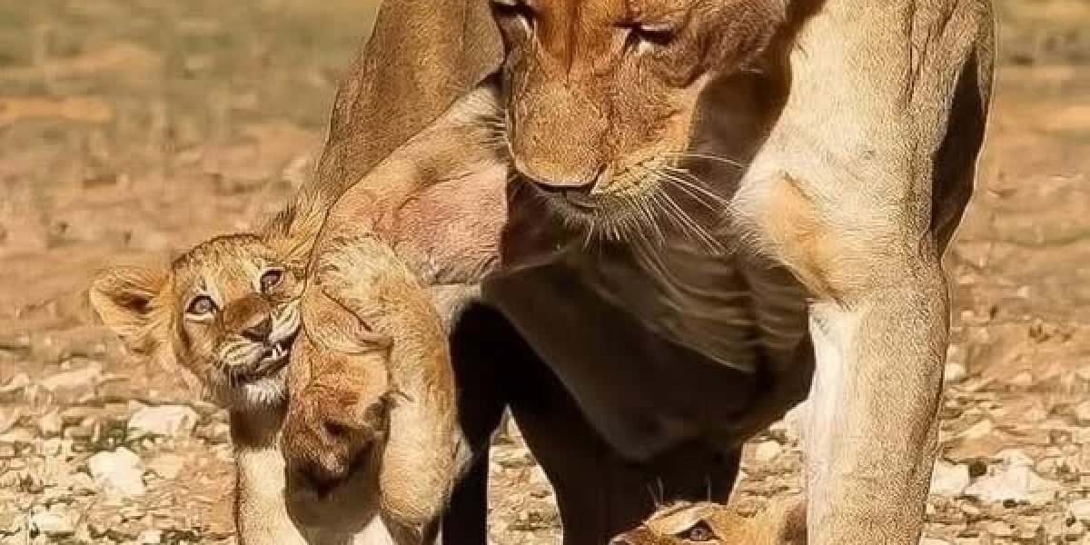 Yankees information: Cashman rebuffs discuss of a rebuild