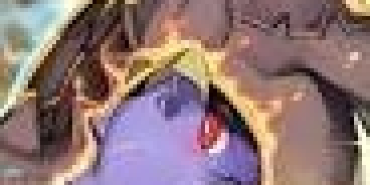 Pokémon TCG Pocket Mega Kangaskhan EX Deck Guide: Best Build, Strategy, and Meta Tips