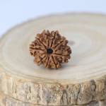 9 Mukhi Rudraksha Profile Picture