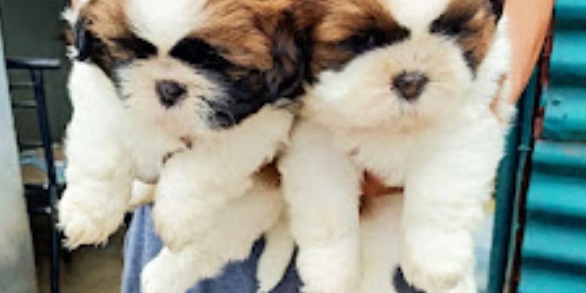 Dog shop Dehradun