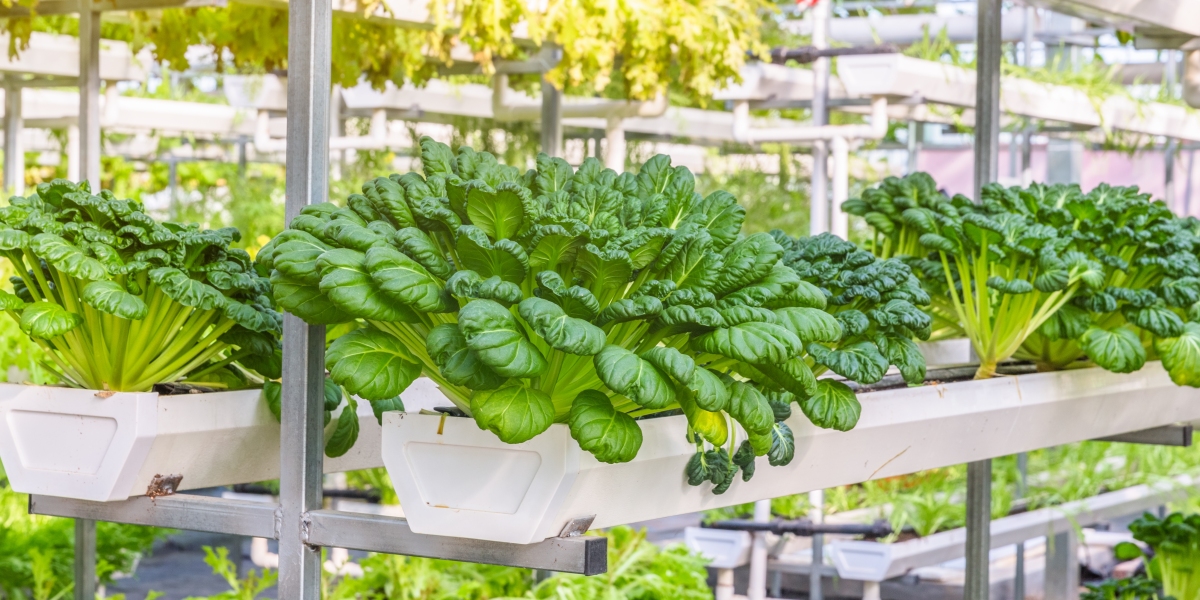 Home Hydroponics Market Analysis: Sustainable Urban Farming Driving Growth Through 2033