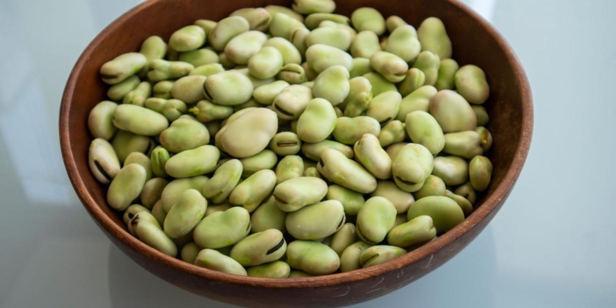 Organic Fava Beans Leading Sustainable Agriculture Trends